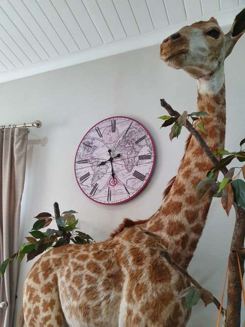 GIRAFFE TAXIDERMY